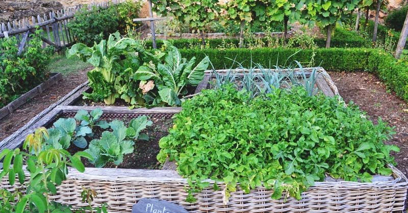 Easy Ways to Create A More Productive Vegetable Garden